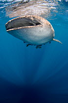 Whale shark (Rhincodon typus) at surface, Cenderawasih Bay, West Papua. Indonesia.