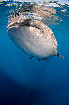 Whale shark (Rhincodon typus) at surface, Cenderawasih Bay, West Papua. Indonesia.