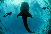 Whale shark (Rhincodon typus) and scuba divers seen from below, Cenderawasih Bay, West Papua. Indonesia.
