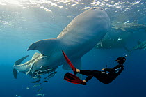 Whale shark (Rhincodon typus) with scuba diving tourist, Cenderawasih Bay, West Papua, Indonesia.