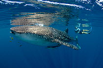 Whale Shark (Rhincodon typus) with scuba diving scientist using PIT tag receptor to check shark is tagged.  Cenderawasih Bay, West Papua, Indonesia.
