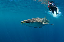 Whale Shark (Rhincodon typus) with scuba diver, Cenderawasih Bay, West Papua, Indonesia.