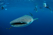 Whale Shark (Rhincodon typus) with scuba divers, Cenderawasih Bay, West Papua, Indonesia.