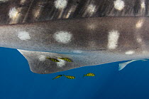 Whale Shark (Rhincodon typus) close up of spotted skin,  with Golden trevally (Gnathanodon speciosus) Cenderawasih Bay, West Papua,  Indonesia.
