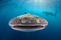 Whale shark (Rhincodon typus) front view portrait, Cenderawasih Bay, West Papua. Indonesia.