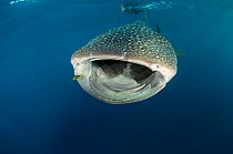 Whale shark (Rhincodon typus) front view portrait, Cenderawasih Bay, West Papua. Indonesia.
