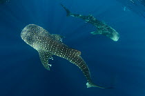 Whale shark (Rhincodon typus) two swimming, seen from above, Cenderawasih Bay, West Papua. Indonesia.