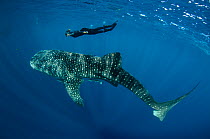 Whale Shark (Rhincodon typus) with scuba diver, Cenderawasih Bay, West Papua, Indonesia.