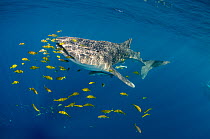Whale Shark (Rhincodon typus) and Golden trevally (Gnathanodon speciosus) Cenderawasih Bay, West Papua,  Indonesia.