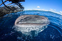 Whale Shark (Rhincodon typus) feeding at Bagan (floating fishing platform),  Cenderawasih Bay, West Papua, Indonesia. Winner of the Man and Nature Portfolio Award in the Terre Sauvage Nature Images Aw...