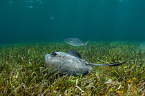 Southern stingray (Hypanus americanus) and Bar jack (Caranx ruber) over seagrass,  Belize Barrier Reef, Belize.