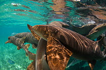 Group of Nurse shark (Ginglymostoma cirratum)  Shark Ray Alley, Hol Chan Marine Reserve, Belize.