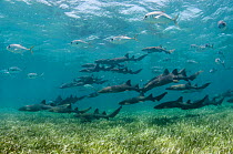 Nurse shark (Ginglymostoma cirratum) and Horse-eye jacks (Caranx latus) Shark Ray Alley, Hol Chan Marine Reserve, Belize Barrier Reef, Belize.