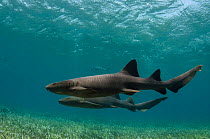 Nurse shark (Ginglymostoma cirratum) and Horse-eye jacks (Caranx latus) Shark Ray Alley, Hol Chan Marine Reserve, Belize Barrier Reef. Belize.