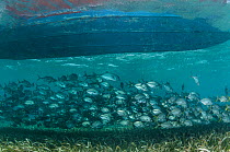 Horse-eye Jacks (Caranx latus) under boat, Shark Ray Alley Hol Chan Marine Reserve, Belize Barrier Reef, Belize.