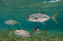 Horse-eye jack fish (Caranx latus) Shark Ray Alley,  Hol Chan Marine Reserve, Belize Barrier Reef, Belize.