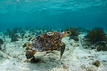 Hawksbill Turtle with Satellite tag (Eretmochelys Imbricata) for monitoring. Tagged by MAR Alliance, Lighthouse Reef Atoll, Belize.