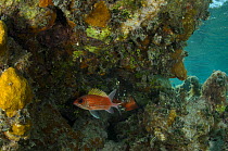 Squirrelfish (Holocentrus adscensionis) Halfmoon Caye, Lighthouse Reef Atoll. Belize.