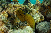 Green moray eel  (Gymnothorax funebris) Lighthouse Reef Atoll, Belize.