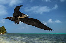Magnificent frigatebird (Fregata magnificens) in flight, Halfmoon Caye, Lighthouse Reef Atoll, Belize.
