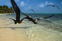 Magnificent frigatebirds (Fregata magnificens) in flight over shallow water, Halfmoon Caye, Lighthouse Reef Atoll, Belize.