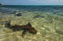 Nurse sharks (Ginglymostoma cirratum) in shallows, Halfmoon Caye, Lighthouse Reef Atoll, Belize