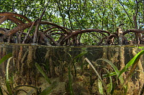 Red Mangrove (Rhizophora mangle) and Turtle grass (Thallasia testinudum) Lighthouse Reef Atoll, Belize.