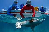 MAR Alliance researchers with Great Hammerhead shark Sphyrna mokarran) captured for scientific research, Lighthouse Reef Atoll, Belize.  May 2015.