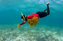 Snorkeller collecting edible algae (Eucheuma sp.) Lighthouse Reef Atoll. Belize.  May 2015.