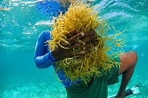 Diver collecting edible algae (Eucheuma sp.) Lighthouse Reef Atoll, Belize. May 2015. Model released.