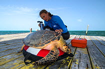 MAR Alliance researcher examining Hawksbill turtle  (Eretmochelys Imbricata) during annual monitoring. MAR Alliance, Lighthouse Reef Atoll, Belize. May 2015.