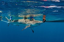 MAR Alliance researchers measuring Caribbean reef shark (Carcharhinus perezi) Lighthouse Reef Atoll, Belize. May 2015.