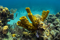 Yellow tube sponge (Aplysina fistularis) Lighthouse Reef Atoll, Belize Barrier Reef, the second largest barrier reef system in the world. Belize.