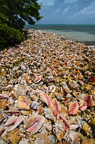 Queen conch (Strombus gigas) seashells harvested for their meat, Hat Caye, Lighthouse Reef Atoll, Belize.