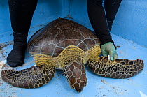 Green sea turtle (Chelonia mydas) captured by MAR Alliance removed for research, Lighthouse Reef Atoll, Belize. May 2015.