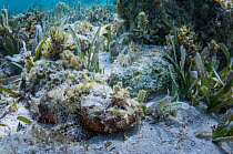 Spotted scorpionfish (Scorpaena plumieri) Lighthouse Reef Atoll, Belize.
