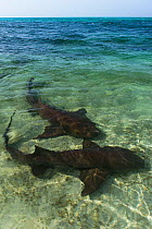 Nurse sharks (Ginglymostoma cirratum) in shallow water, Halfmoon Caye, Lighthouse Reef Atoll, Belize.