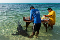 MAR Alliance researchers  taking samples from Great barracuda (Sphyraena barracuda) with Nurse shark (Ginglymostoma cirratum) in the water below after samples have been taken. The samples are to deter...