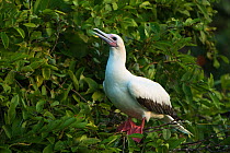 Red-footed booby (Sula sula) in Ziricote trees (Cordia dodecandra) Halfmoon Caye Colony, Lighthouse Reef Atoll, Belize.