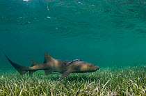 Nurse Shark (Ginglymostoma cirratum) and Sharksucker (Echeneis naucrates) Halfmoon Caye. Lighthouse Reef Atoll, Belize.