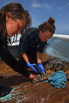 Women tagging Hawksbill turtle (Eretmochelys Imbricata) capture for annual monitoring by MAR Alliance, Lighthouse Reef Atoll, Belize. May 2015.