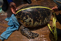 Hawksbill turtle (Eretmochelys Imbricata) captured for annual monitoring program by MAR Alliance, Lighthouse Reef Atoll, Belize. May 2015.