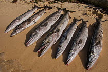 Great barracuda (Sphyraena barracuda) laid out on beach. Research MAR Alliance is performing population assessments on Sharks, Rays, and Great Barracuda to aid with management and protection. They are...