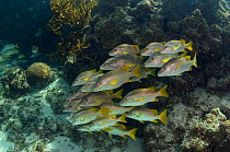 Schoolmaster fish (Lutjanus apodus) Halfmoon Caye, Lighthouse Reef Atoll, Belize.