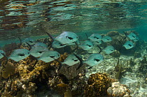 Permit (Trachinotus falcatus) Hol Chan Marine Reserve, Belize Barrier Reef, Belize.