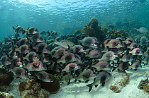 Black margate fish (Anisotremus surinamensis) Hol Chan Marine Reserve, Belize.