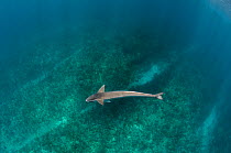 Sharksucker (Echeneis naucrates) Ambergris Caye, Belize.