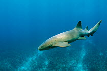 Nurse shark (Ginglymostoma cirratum) Hol Chan Marine Reserve, Belize Barrier Reef, Belize.