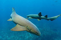 Nurse Shark (Ginglymostoma cirratum) Hol Chan Marine Reserve, Belize Barrier Reef, Belize.