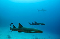 Nurse shark (Ginglymostoma cirratum) and Caribbean reef shark (Carcharhinus perezi) Lighthouse Reef Atoll, Belize.